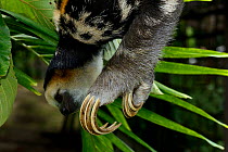 Pale-throated sloth / Aï (Bradypus tridactylus) climbing along branch - close up of claws, French Guiana.