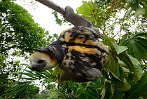 Pale-throated sloth / Aï (Bradypus tridactylus) climbing along branch, French Guiana.
