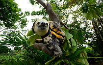 Pale-throated sloth / Aï (Bradypus tridactylus) climbing along branch, French Guiana.