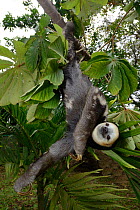 Pale-throated sloth / Aï (Bradypus tridactylus) French Guiana.