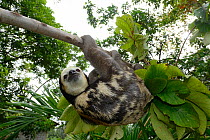 Pale-throated sloth / Aï (Bradypus tridactylus) French Guiana.
