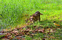 Margay (Leopardus wiedi) in wetland, French Guiana, captive