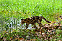 Margay (Leopardus wiedi) in wetland, French Guiana, captive