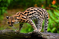 Oncilla (Leopardus tigrinus) French Guiana.  Captive, vulnerable species.