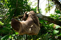 Unau / two-toed sloth (Choloepus didactylus) climbing in tree, French Guiana