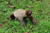 Unau / two-toed sloth (Choloepus didactylus) on ground, French Guiana
