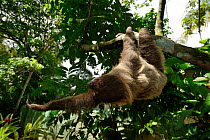 Unau / two-toed sloth (Choloepus didactylus) climbing in tree, French Guiana