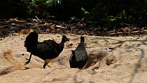 Tilting shot down to show pair of Maleo fowl (Macrocephalon maleo) digging a nest hole in sand, Tompotika Peninsula, Sulawesi, Indonesia.