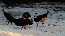 Flock of Maleo fowl (Macrocephalon maleo) running and chasing each other on a beach, Tompotika Peninsula, Sulawesi, Indonesia.