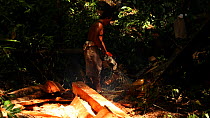 Man using a chainsaw to chop lumber, Tompotika Peninsula, Sulawesi, Indonesia.