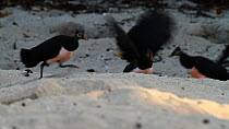 Flock of Maleo fowl (Macrocephalon maleo) running, chasing each other and fighting on a beach, Tompotika Peninsula, Sulawesi, Indonesia.