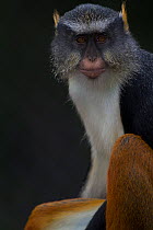 Wolf's Gueonon Monkey (Cercopithecus pogonias wolfi) against a black background, captive from Congo, Rwanda and Uganda. Non-ex