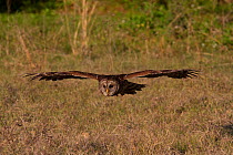Southern Barred Owl (Strix varia georgica) in flight, Sarasota, Florida, USA. Non-ex