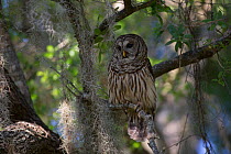 Southern Barred Owl (Strix varia georgica) perched on a snag in late afternoon, Myakka City, Florida, USA