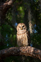 Southern Barred Owl (Strix varia georgica) perched on a pine branch in late afternoon, Myakka City, Florida, USA. Non-exclusive