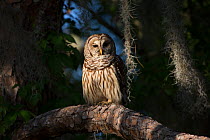 Southern Barred Owl (Strix varia georgica) perched on a pine branch in late afternoon, Myakka City, Florida, USA. Non-exclusive