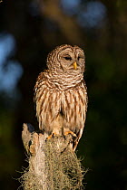 Southern Barred Owl (Strix varia georgica) perched on a snag in late afternoon, Myakka City, Florida, USA