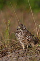 Florida Burrowing Owl (Athene cunicularia floridana) near burrow, Cape Coral, Florida, USA