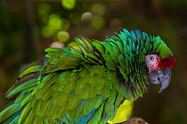 Military Macaw (Ara militaris) captive, three races, found from Mexico south into woodlands and subtropical forests of Peru, Ecuador, Colombia, Venezuela, Bolivia, and Argentina. Endangered species.