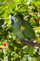 Blue-Fronted Amazon Parrot (Amazona aestiva) captive, from interior South America, Vulnerable species. Non-exclusive