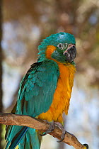 Blue-Throated Macaw (Ara glaucogularis) captive, preening. Endemic to small area of north central Bolivia. Critically endangered