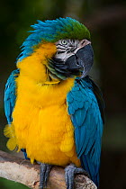 Blue and Gold Macaw (Ara ararauna) captive, from Panama and south Venezuela, Peru, Brazil, Bolivia, and Paraguay