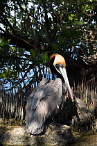 Eastern Brown Pelican (Pelecanus occidentalis carolinensis) in breeding plumage, Florida Keys, Florida, USA