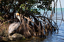 Eastern Brown Pelican (Pelecanus occidentalis carolinensis) courtship plumage, Florida Keys, Florida, USA