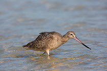 Marbled Godwit (Limosa fedoa) with marine invertebrate prey, in shallow tidal water, Pinellas County, Florida, USA