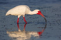 White Ibis (Eudocimus albus) in breeding plumage with bright red skin, with fiddler crab at low tide, Pinellas County, Florida, USA