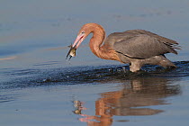 Reddish Egret (Egretta rufescens) in common 'red' morph, hunting in tidal water, with small fish, likely a Blue-Striped Grunt, Pinellas County, Florida, USA
