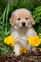 Golden Retriever puppy at 5 weeks, in garden with yellow pansies. Kingston, Illinois