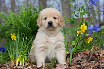 Golden Retriever puppy at 5 weeks, in garden with blue sweet peas and tete-a-tete daffodils. Kingston, Illinois