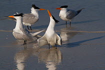 Royal Terns (Thalasseus maximus) in foreground with Caspian Tern (Sterna caspia) pair in background, note much more slender, more orange bills of Royal Terns, in breeding plumage, on shoreline of Tamp...
