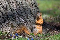 Eastern Gray Squirrel (Sciurus carolinensis) alert by tree, in spring, Geneva, Illinois, USA