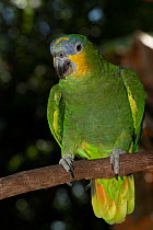 Orange-Winged Amazon Parrot (Amazona amazonica) captive, from east of Andes from Colombia to southeast Brazil