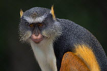 Wolf's Gueonon Monkey (Cercopithecus pogonias wolfi) captive, from Congo, Rwanda, Uganda. Non-exclusive.
