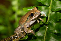 Big-Eyed Treefrog (Leptopelis vermiculatus) captive, from forests of Tanzania
