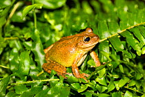 Cuban Treefrog (Osteopilus septentrionalis) captive,native to Caribbean region, but highly adaptive and invasive, having become naturalized in Florida and Oahu, Hawaii.