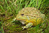 African Bullfrog (Pyxicephalus adspersus) captive, a somewhat unusual frog because the male of the species is much larger than the female, weighing up to 2 kg, native to wide range of habitats in sub-...