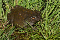 Colorado River Toad (Bufo alvarius) also known as Sonoran Desert Toad, captive, from southeast California, southern Arizona, extreme southwest New Mexico, and Sonora, Mexico. Non-exclusive