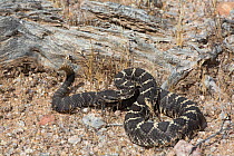 Arizona Black Rattlesnake (Crotalus cerberus) Sonoran Desert, Mesa, Arizona, USA