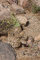 Western Diamondback Rattlesnake (Crotalus atrox) by a patch of Miniature Woolystar (Eriastrum diffusum) in the Sonoran Desert, Mesa, Arizona, USA Non-exclusive