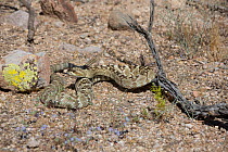 Western Diamondback Rattlesnake (Crotalus atrox) by a patch of Miniature Woolystar (Eriastrum diffusum) in the Sonoran Desert, Mesa, Arizona, USA