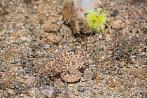 Western Diamondback Rattlesnake (Crotalus atrox) by a patch of Miniature Woolystar (Eriastrum diffusum) in the Sonoran Desert, Mesa, Arizona, USA