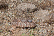 Speckled Rattlesnake (Crotalus mitchelli stephensi) Sonoran Desert, Mesa, Arizona, USA