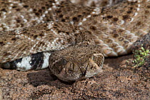Western Diamondback Rattlesnake (Crotalus atrox) second largest venomous snake in North America, Sonoran Desert, Mesa, Arizona, USA