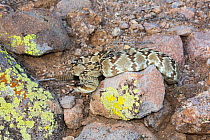 Northern Black-Tailed Rattlesnake (Crotalus molossus molossus) Sonoran Desert, Mesa, Arizona, USA. Non-exclusive