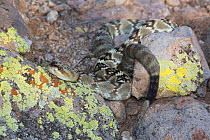 Northern Black-Tailed Rattlesnake (Crotalus molossus molossus) Sonoran Desert, Mesa, Arizona, USA.