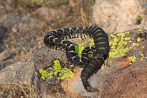 Arizona Black Rattlesnake (Crotalus cerberus) in Sonoran Desert, Mesa, Arizona, USA